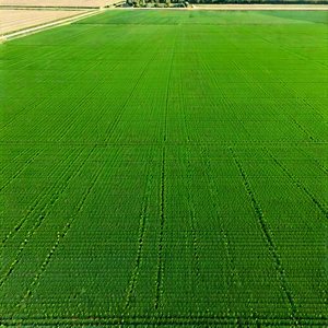 Agricultural Technology In Manufacturing Facility With Large, Lush