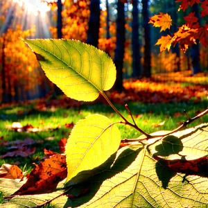 Nature Product Photography: Autumn leaves in sunlit clearing
