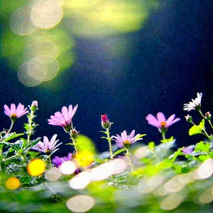 Nature Macro Photography: Wildflowers in natural setting