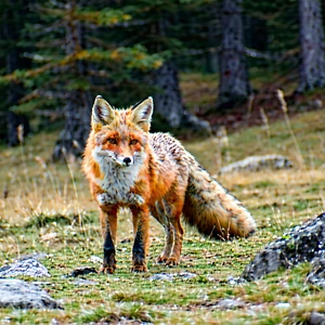 Nature Long Exposure Photography: Fox in (mountain:1.33) terrain