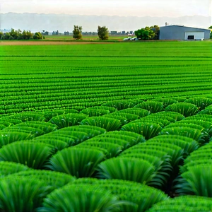 Agricultural Technology In Research Center With Large, Lush