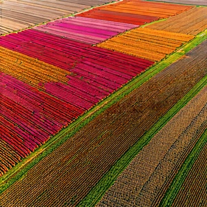 Nature Stock Photography: Aerial view of agricultural fields