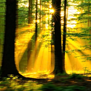 Nature Long Exposure Photography: (forest:1.34) scene during golden hour