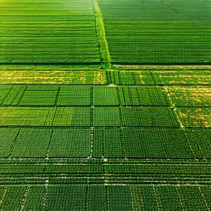 Nature Editorial Photography: Aerial View Of Agricultural Fields With Large, Lush
