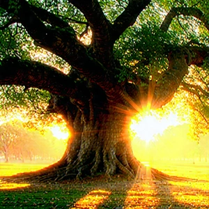 Nature Hdr Photography: Ancient Tree In Sunlit Clearing With Large Tree