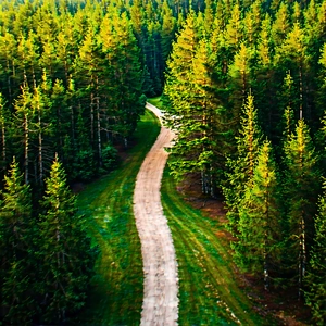 Nature Aerial Photography: Path Through Dense Forest With Dirt Road