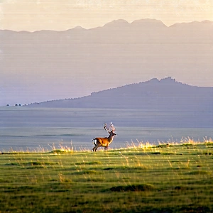 Nature Blender Artwork: Deer In Prairie Grassland With Deer Walking