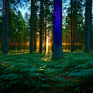 Nature Drone Photography: Forest Scene During Blue Hour With Forest Large