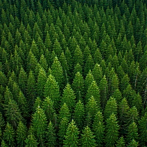 Nature Minimalist Design: Aerial view of forest canopy