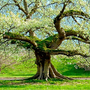Nature Macro Photography: Ancient Tree In Spring Bloom With Large Tree