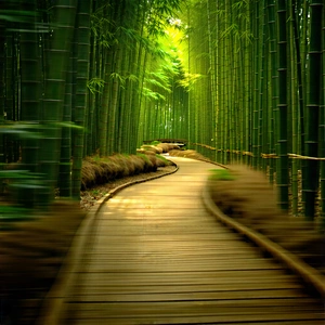 Nature Commercial Photography: Path Through Bamboo Grove With Pathway Surrounded