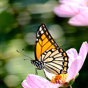 Nature Editorial Photography: Butterfly In Natural Habitat With Beautiful Butterfly