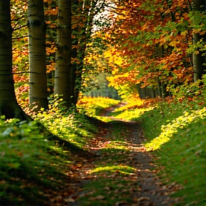 Nature Commercial Photography: Path Through Autumn Woodland With Beautiful Forest