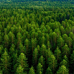 Nature Tilt-Shift Photography: Aerial view of (forest:1.45) canopy