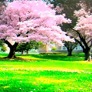 Nature Cinema 4d: Cherry Blossoms In Sunlit Clearing With Beautiful Tree