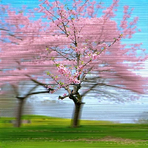 Nature Minimalist Design: Cherry Blossoms In Natural Setting With Tree Pink