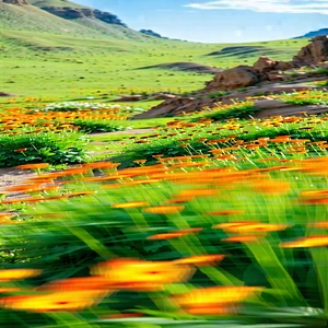 Nature Long Exposure Photography: Wildflowers In Rocky Terrain With Beautiful, Lush