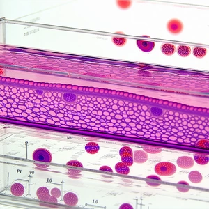 A Purple Tray Filled With Small, Pink, And Purple Balls