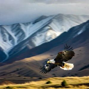 Nature Commercial Photography: Eagle In Mountain Terrain With Bird Prey,