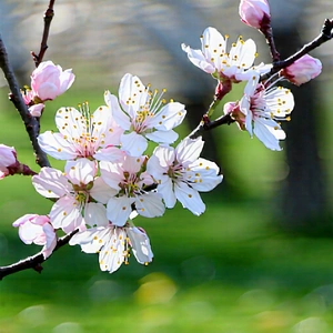 Nature Minimalist Design: Cherry Blossoms In Natural Setting With Tree White