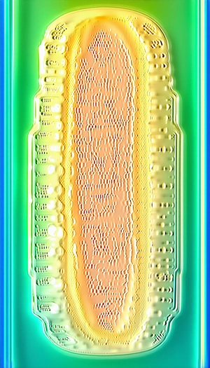 A Yellow And Green Striped Object, Possibly A Piece Of Art Or A Decoration