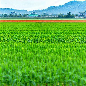 Agricultural Technology In Research Center With Large Field