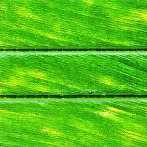 Urban Aerial Photography: Urban Farmers Market Scene With Large, Green