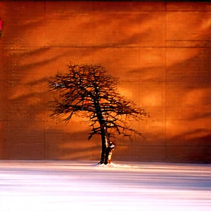 Nature Macro Photography: (ancient:1.37) Tree In Winter Snow With Lone Tree