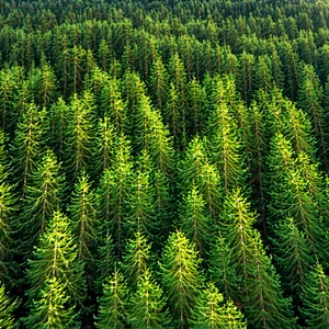 Nature Macro Photography: Aerial view of forest canopy