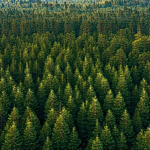 Nature Stock Photography: Aerial view of forest canopy