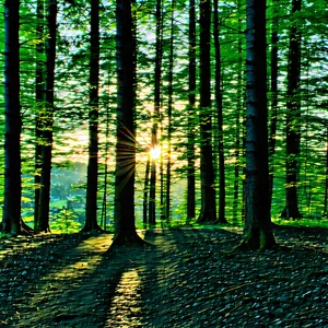 Nature Tilt-shift Photography: (forest:1.46) Scene During Sunset With Serene Forest