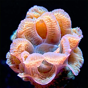 Nature Macro Photography: Coral Reef In Spring Bloom With Beautiful Pink
