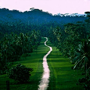 Nature Drone Photography: Path through tropical jungle