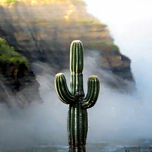 Nature Drone Photography: Cactus In Misty Environment With Cactus Standing