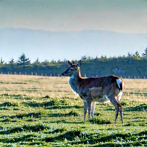 Nature Product Photography: Deer In Prairie Grassland With Deer Standing