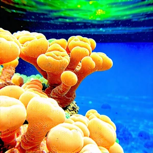 Nature Acrylic Painting: Coral Reef In Spring Bloom With Vibrant Underwater
