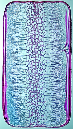A Close-up View Of A Plant's Stem, Showcasing Its Intricate Structure
