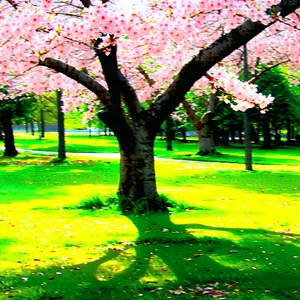 Nature Tilt-shift Photography: Cherry Blossoms In Sunlit Clearing With Large Tree