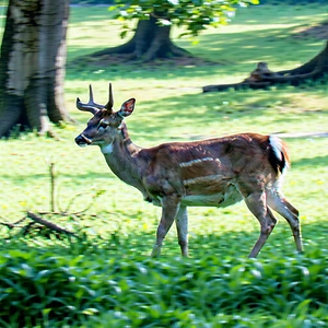Nature Product Photography: Deer in natural habitat