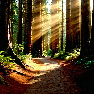 Nature Digital Illustration: Path Through Redwood Forest With Image, There