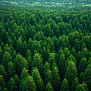 Nature 3D Render: Aerial view of forest canopy