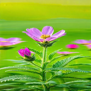 Nature Aerial Photography: Wildflowers In Natural Setting With Close-up Purple