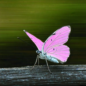 Nature Stock Photography: Butterfly In Forest Environment With Pink Butterfly