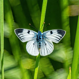 Nature Aerial Photography: Butterfly In Prairie Grassland With White Butterfly