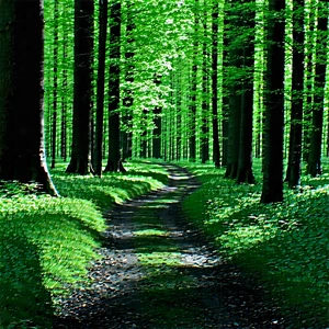 Nature Stock Photography: Path Through Dense Forest With Lush Green