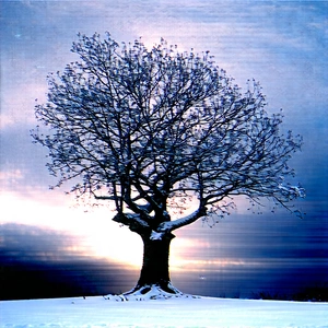 Nature Stock Photography: Ancient Tree In Winter Snow With Snow-covered Tree