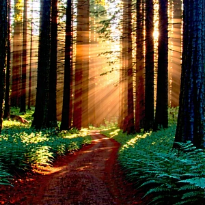 Nature Drone Photography: Path through redwood forest