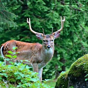 Nature Aerial Photography: Deer In Forest Environment With Deer Standing