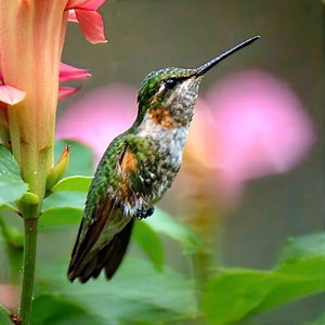 Nature Aerial Photography: Hummingbird In Natural Habitat With Green Hummingbird