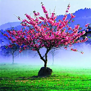 Nature Hdr Photography: Cherry Blossoms In Misty Environment With Small Tree